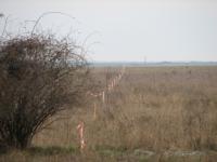 Imagine atasata: A1-Tm-Lg-dorum-2013-Dec-11-01.jpg